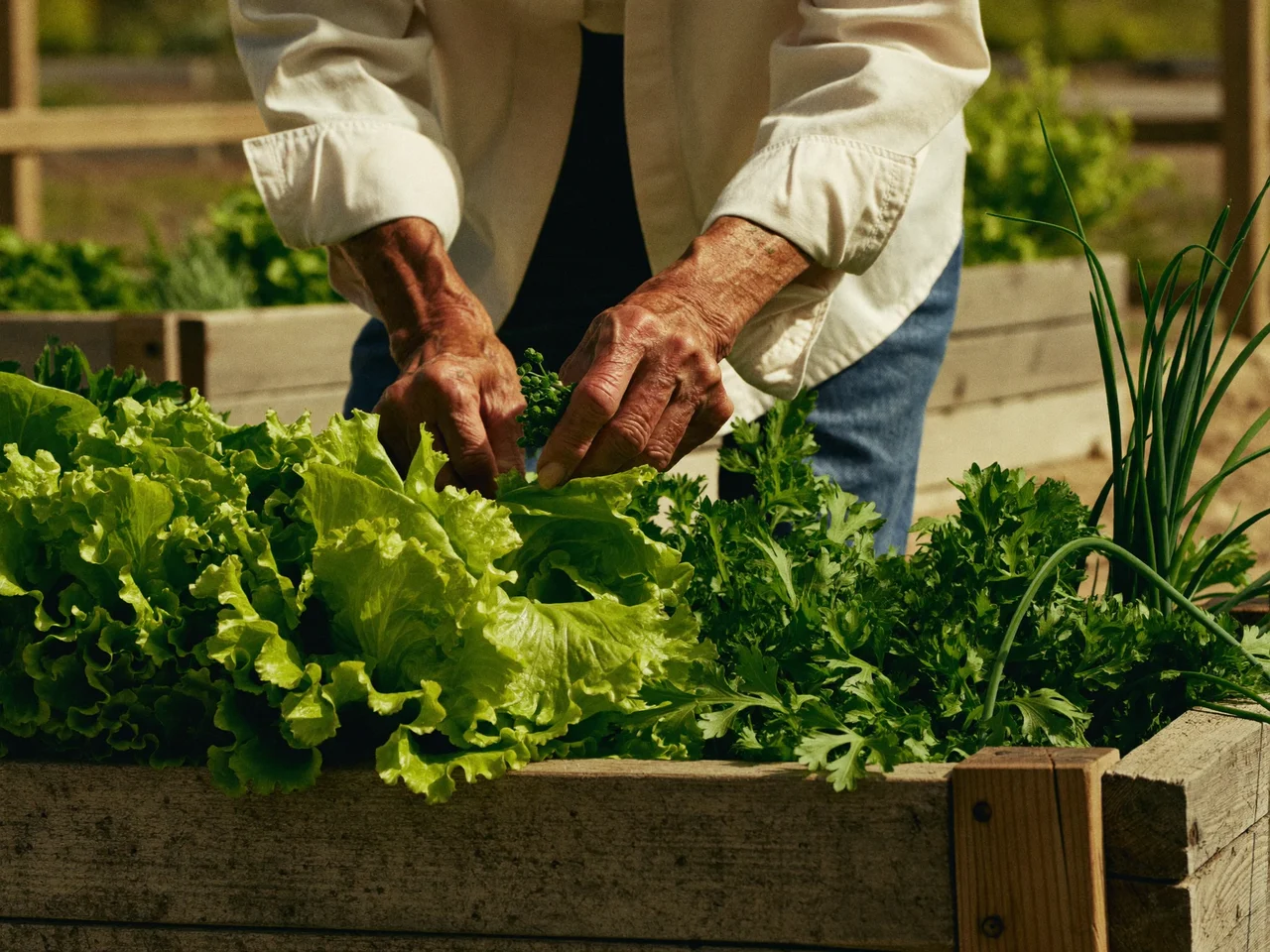 Hüfthohes Lärchenholz-Hochbeet mit Salat, Petersilie und Schnittlauch im warmen Naturlicht